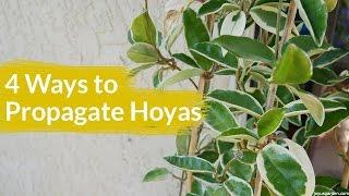 4 Ways To Propagate A Hoya / Joy Us Garden