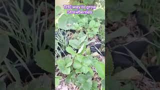 The way to grow strawberries...in fabric grow bags #gardendesign #garden #permaculture #nature