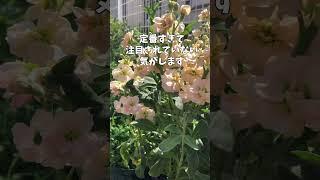 4月17日ストック〇関連動画11秒～ストックです