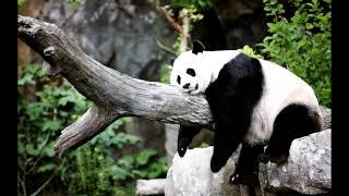 Dmitry Orekhov - Panda 06. Panda theme. Music for contemporary dance perfomance "I'm Panda"