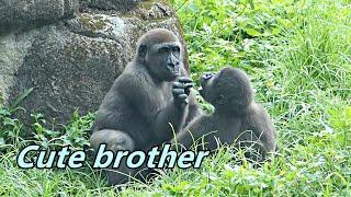 Gorilla brothers' cute interaction in rainy day / Jabali & Ringo / 大猩猩兄弟下雨天的可愛互動