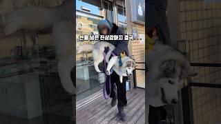 선을 넘은 진상강아지 결국… (feat.동물병원 사랑하는 허스키) #부끄 #husky