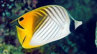 Facts: The Butterflyfish