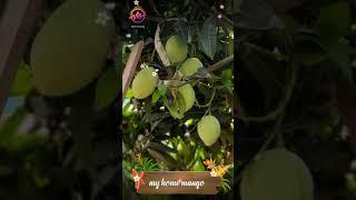 my home mango garden