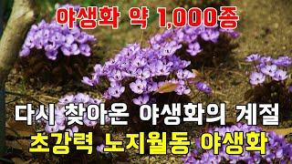 해마다 다시 피는 초강력 노지월동 야생화 약 1,000종 보유!  여주자연농원