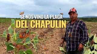 "SI UNO SE DESCUIDA SE LO COMEN TAMBIEN, LOS CHAPULINES NO TIENEN LLENADERA"