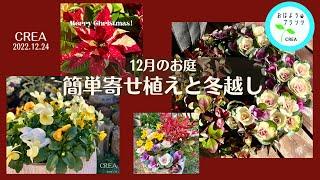 【12月の庭植物】年末️簡単寄せ植え植物の冬越しNO.42／2022.12月24日撮影