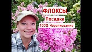 Флоксы: посадка, почва, уход, черенкование. Как выращивать флоксы. Как сажать флоксы