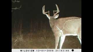 Big Kansas Buck's