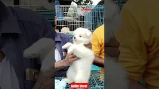 Pat Market Kolkata /lowest price puppy dog/Gallif Street dogs #shorts #viral #dog #dogs #doglover