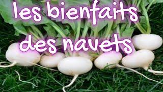 les bienfaits des navets