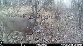 A very cautious Whitetail buck