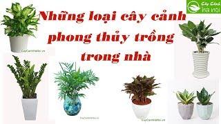 Những loại cây cảnh phong thủy trồng trong nhà