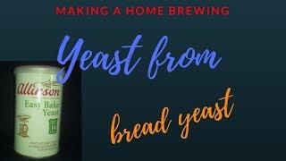 making a yeast strain from bread yeast