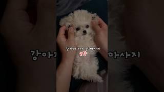 강아지 자기전 마사지 2탄! 소듕한 쩰리 마사지 #아기강아지 #말티푸 #크림말티푸 #shorts #강아지일상 #귀여운영상 #maltipoo #babydog #강아지마사지