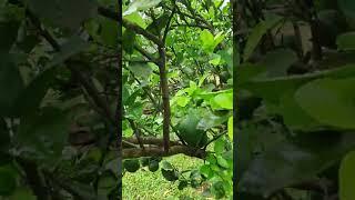 beautiful orange tree after raining,#fruit ,#nature ,#growfruit ,#growfruit ,#farming ,#asianfruit