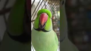 Parrot talking |Ringneck parrot talking | Birds Corner #parrottalking #ringneckparrot #parrots