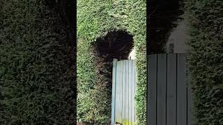 Amazing hedge arched gate. I'd love to have one of those. Would you? 