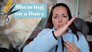 Shearing on a Dairy