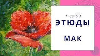 1️⃣ МАК (гуашь). Серия «50 этюдов»