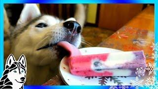 DIY DOG TREATS PATRIOTIC PUPSICLE | Snow Dogs Snacks 52 | Dog Treats | Popsicles