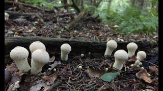 LYCOPERDON PERLATUM is a little-known edible mushroom. How to distinguish and what to cook