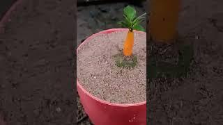 Propagate chilli tree with papaya #shortsfeed #ytshorts #shortvideo