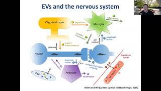 Extracellular vesicles, misfolded proteins and neurodegenerative disease by Andy Hill