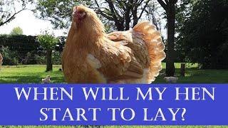 When Will My Hen Start to Lay Eggs?