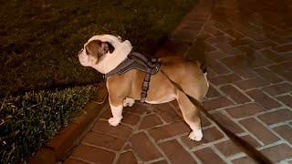Bulldog gets Mad BARKs on leash
