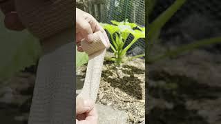 Protecting squash plants from pests like vine borers. (Part 2) #garden #pestprevention