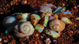 Ancient Sea Fossils Uncovered In The Aquarium Opal Mine!