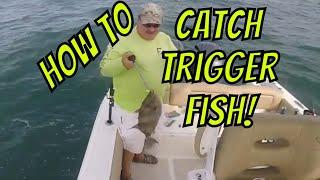 How to Catch Trigger fish (and a couple flounder!)