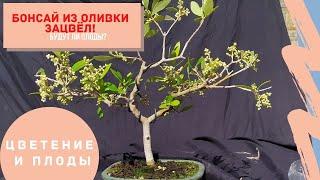 Цветение оливкового дерева. Как ухаживать за бонсай из оливы (Olea europaea)