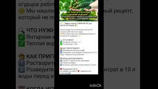 как повысить урожайность огурцов?