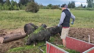 Scythings for the pigs
