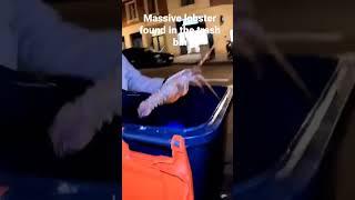 giant lobster found in the dumpster diving ‼️