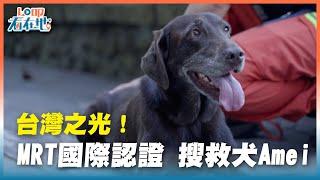 《LO叩看在地》台灣之光！MRT國際認證 搜救犬Amei
