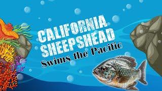 HCB TV PRESENTS || California Sheepshead Swims the Pacific