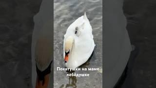 Покатушки малыша на маме лебёдушке на озере Нарочь. #лебедь #милоевидео #малыши #swan #пушистики