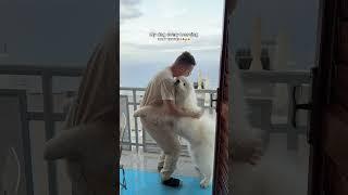 The best way to start every day!!! #dog #samoyed #wholesome