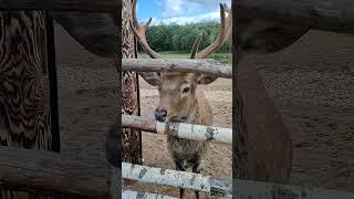 Олень обыкновенный. А как для вас выглядит тот самый олень ?