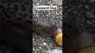 leopard slug eating #Limax maximus