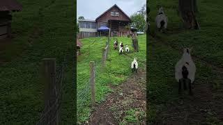 another feedin time video! #goats #goat #goatsofyoutube