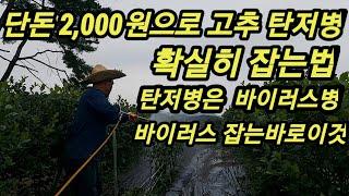 고추탄저병 치료제 바로이것 친환경무농약 하실분만 따라 하세요