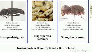 Insetos, ordem Besouro, família Bostrichidae insect dominica impressum linearis squamosa Psoa