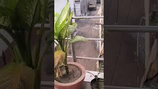 Plant lover ️️️️️️#viralvideo #moneyplanttips #trendingshorts