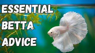 7 Essential Betta Keeping Tips for 2024 - BETTA KEEPERS MUST WATCH!