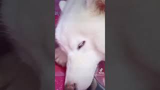 I MISSED YOU MY SNOWBALL | SAIDATINGUINOO AND HUSKY PACK TV SUPPORTER