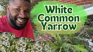 Growing White Common Yarrow (Achillea millefolium) #MemphisFoodForest